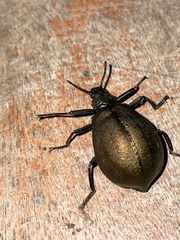 Metallonotus physopterus