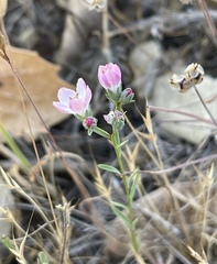 Hesperolinon congestum