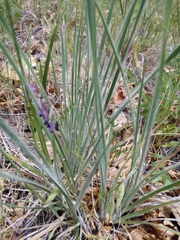 Bromus laevipes