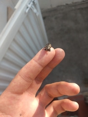Insecta