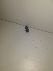 Insecta