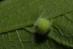 Celticecis oviformis