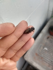 Insecta