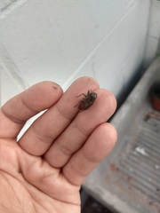 Insecta