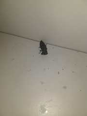 Insecta