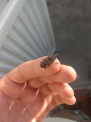 Insecta