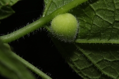 Celticecis oviformis