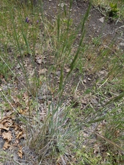 Bromus laevipes