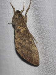 Oxycanus beltista