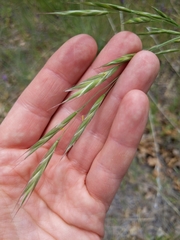 Bromus laevipes