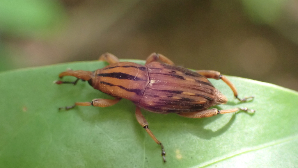 Paramasius distortus