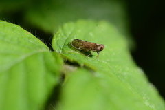 Tachycixius pilosus