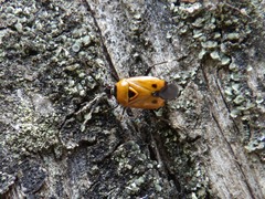 Deraeocoris punctum