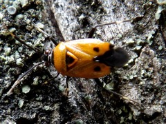 Deraeocoris punctum
