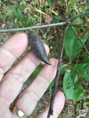 Amphibolips acuminata