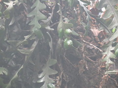 Disocactus anguliger