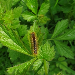 Euproctis chrysorrhoea