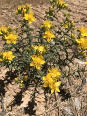 Hypericum concinnum