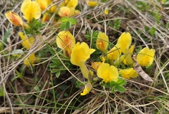Chamaecytisus hirsutus