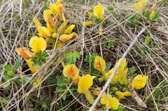 Chamaecytisus hirsutus