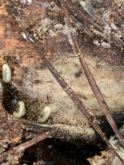 Odontomachus brunneus image