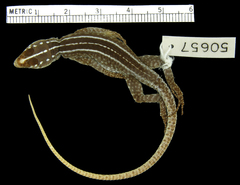 Mitchell's Flat Lizard photo 3