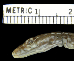 Mitchell's Flat Lizard photo 4
