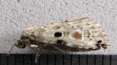 Maliattha concinnimacula