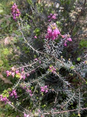 Erica carnea