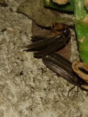 Lamprohiza mulsantii