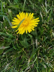 Taraxacum officinale