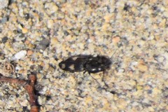 Paracardiophorus