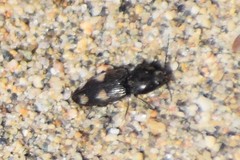 Paracardiophorus
