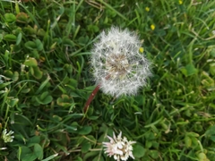 Taraxacum officinale