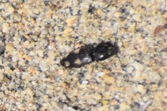 Paracardiophorus