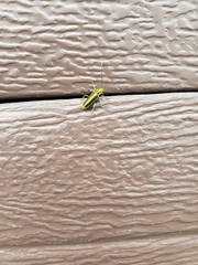 Saperda puncticollis