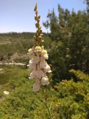 Linaria nivea