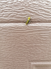 Saperda puncticollis