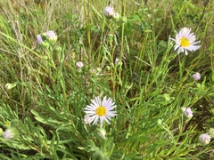 Erigeron decumbens