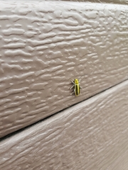 Saperda puncticollis