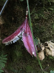 Passiflora capsularis