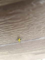 Saperda puncticollis