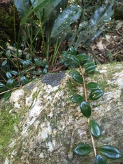 Nematanthus