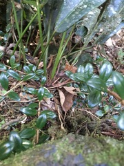Nematanthus