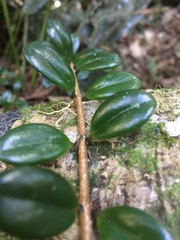 Nematanthus