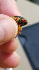 Magicicada septendecula