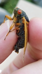 Magicicada septendecula