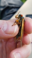 Magicicada septendecula