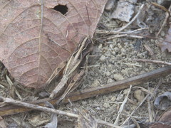 Psoloessa brachyptera