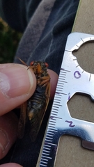 Magicicada septendecula